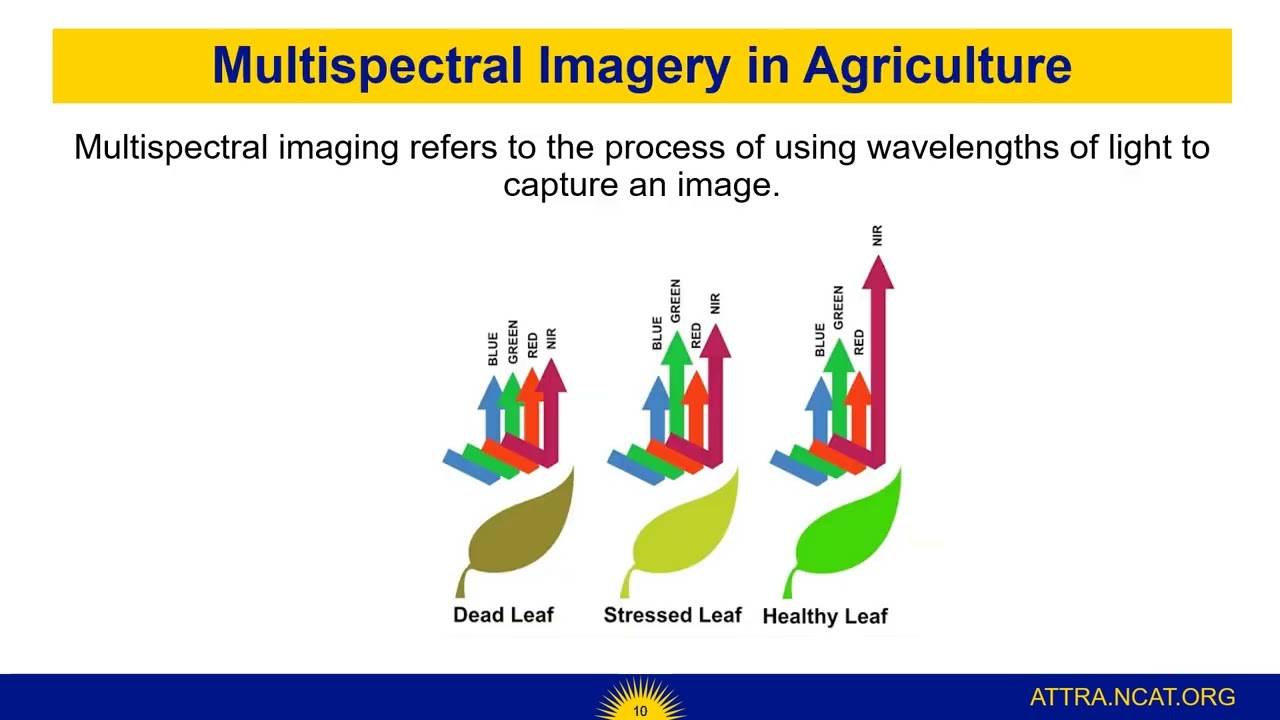 Preview of WEBINAR: Made in the Shade – Growing Crops under Solar Panels